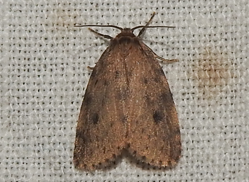 Thumata senex - mocsári medvelepke