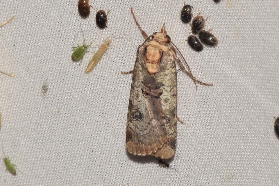 Epilecta linogrisea - karcsú sárgafűbagoly