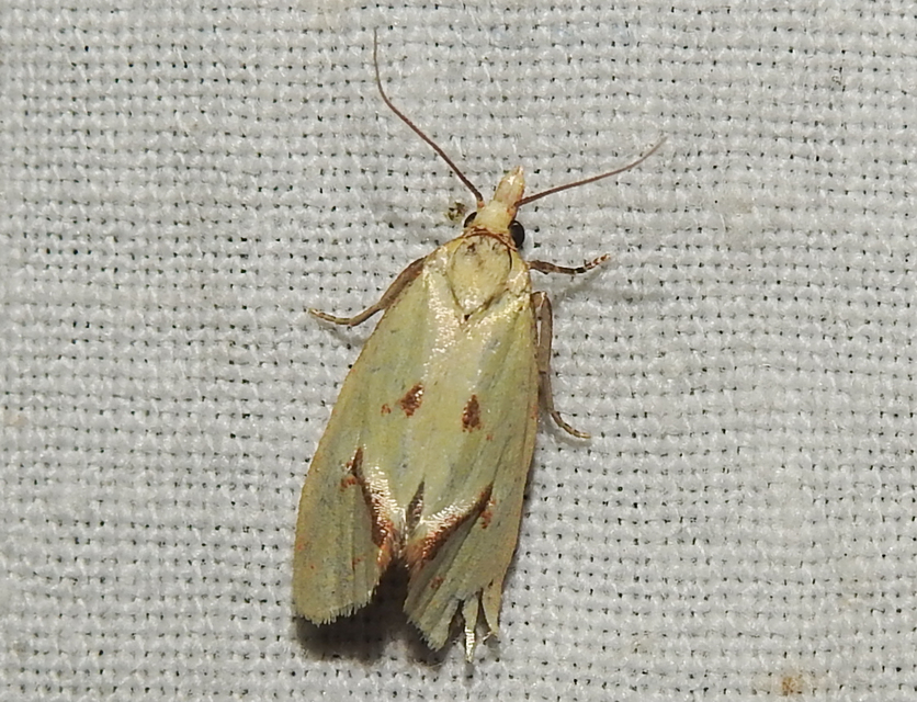 Agapeta hamana - közönséges sárgamoly