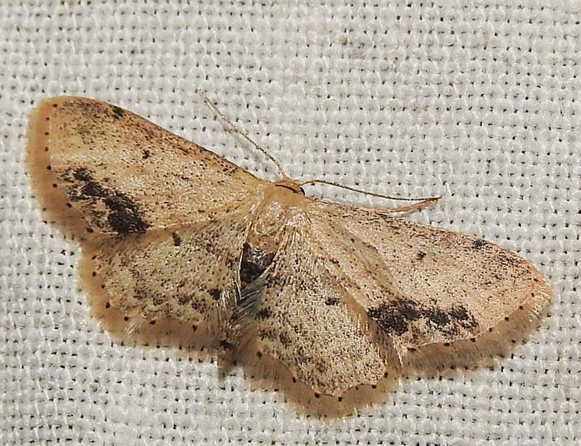 Idaea dimidiata - gyakori apróaraszoló
