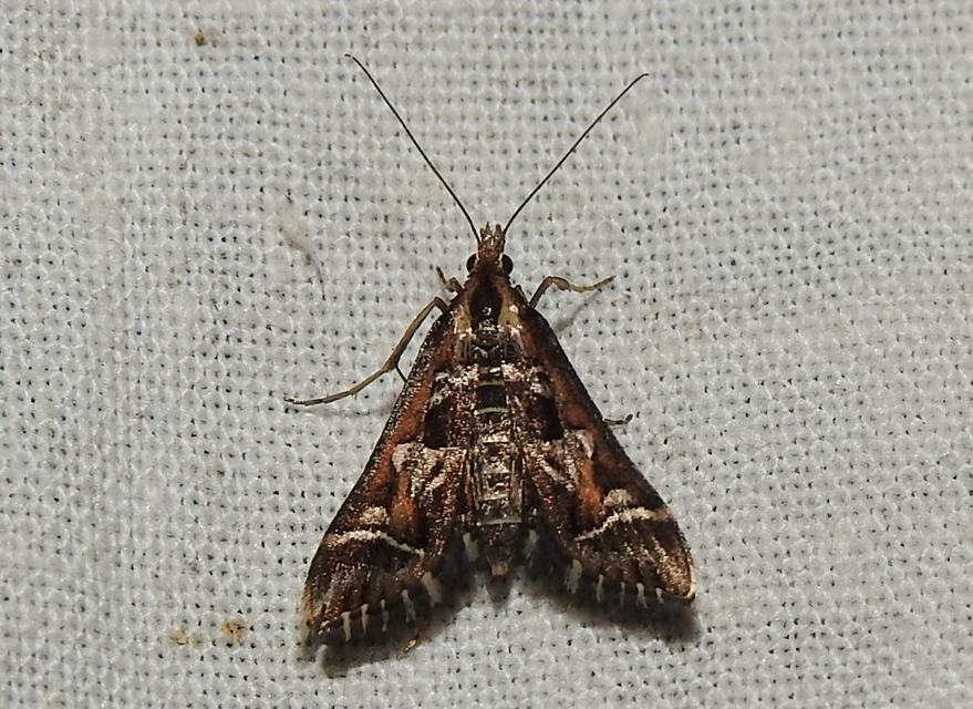 Diasemia reticularis - betűmintás tűzmoly