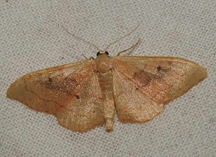 Idaea rubraria - vörössávos araszoló