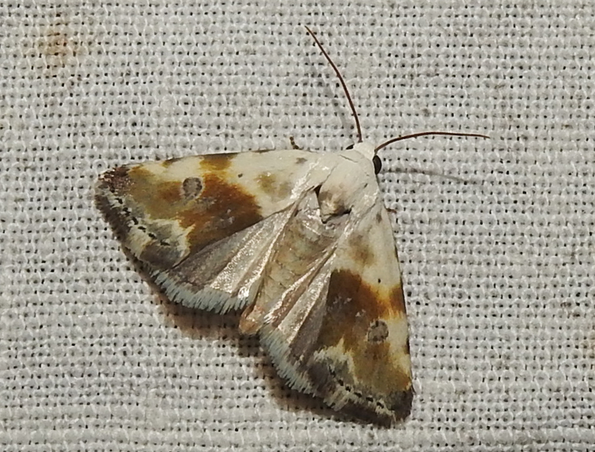 Ponometia candefacta - parlagfűbagoly