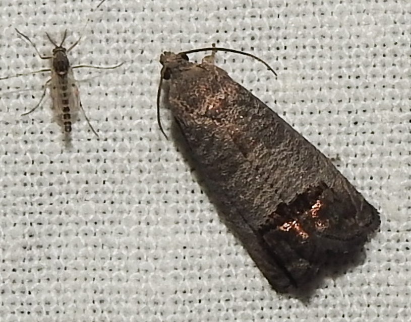 Cydia pomonella - almamoly