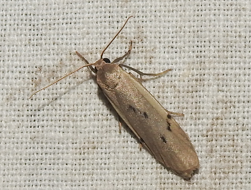 Pelosia muscerda - hamvas zuzmószövő