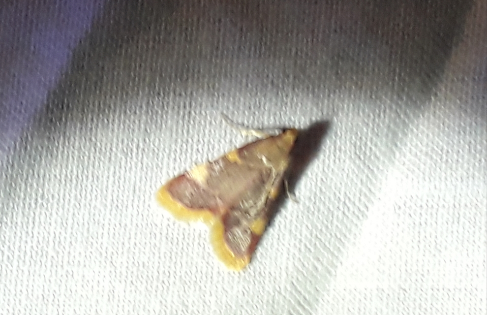 Hypsopygia costalis - szénailonca