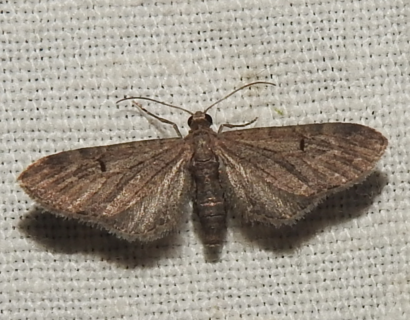 Eupithecia innotata - hegyesszárnyú törpearaszoló