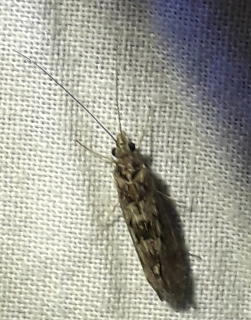 Trichoptera - Tegzesek