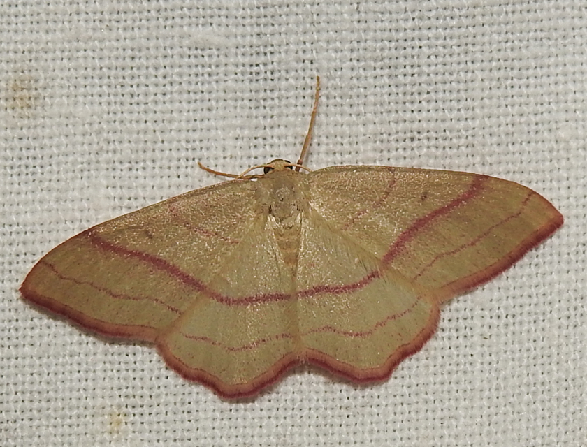 Rhodostrophia vibicaria - pirosszélű araszoló