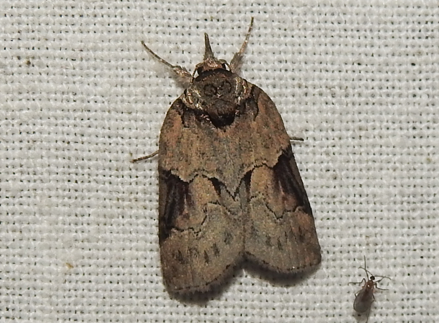 Nycteola siculana - fűz-trapézbagoly