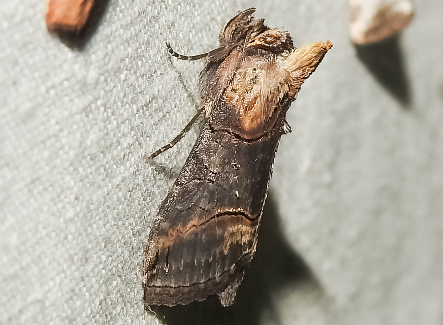 Abrostola triplasia - közönséges csalánbagoly