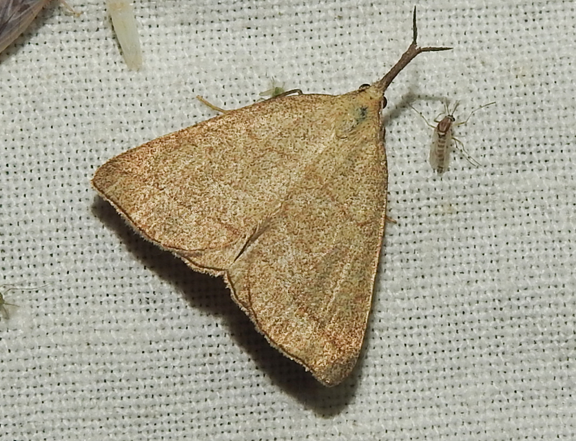 Polypogon tentacularia - sötétaljú karcsúbagoly