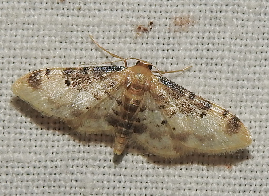 Idaea filicata - sötéttövű apróaraszoló