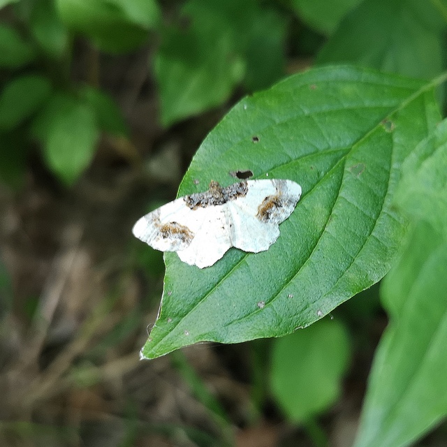 Ligdia adustata - barna levélaraszoló