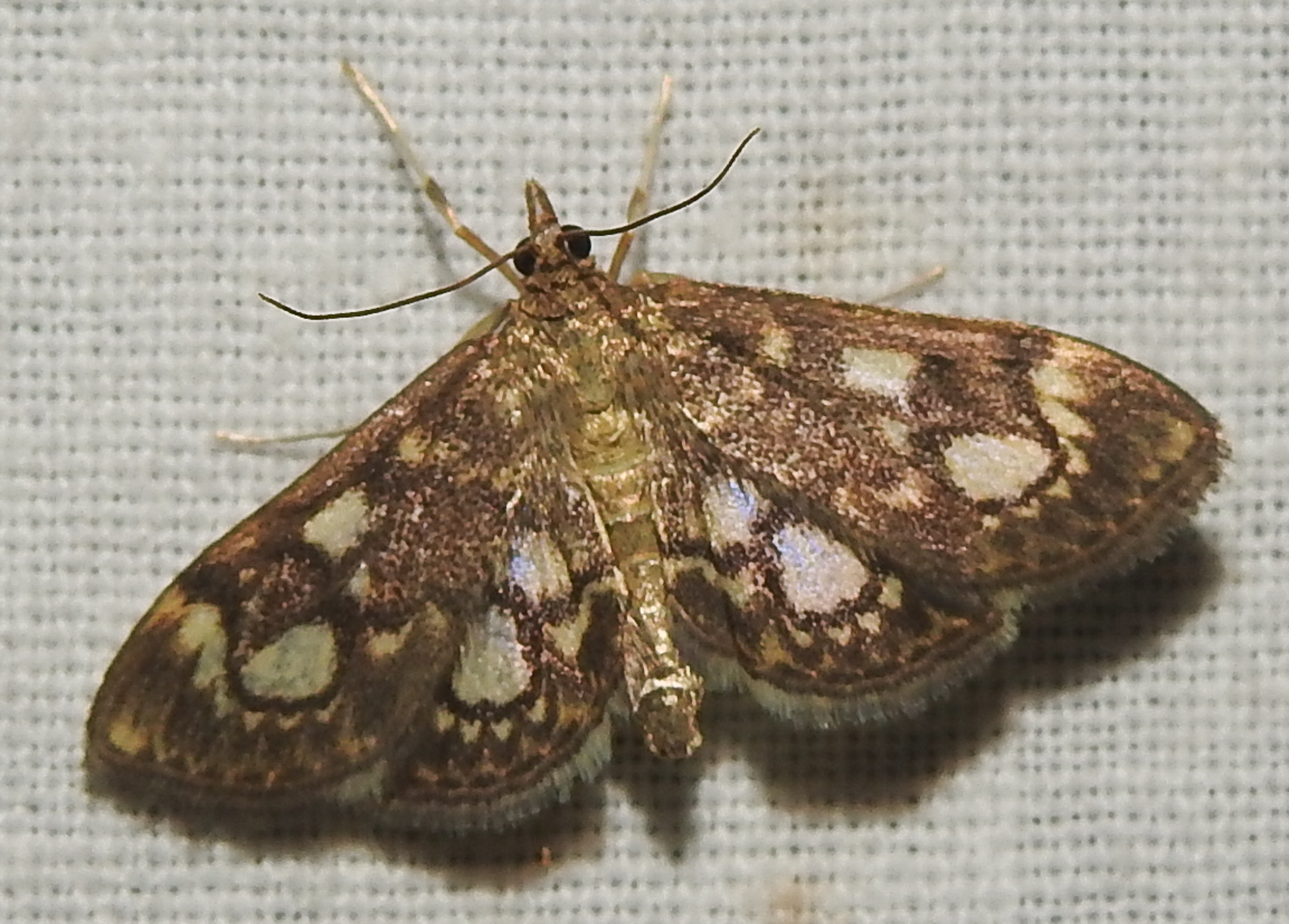Anania coronata - koronás dudvamoly