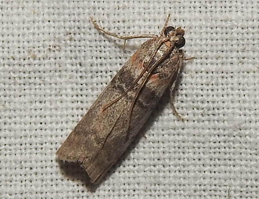 Sciota rhenella - alföldi karcsúmoly