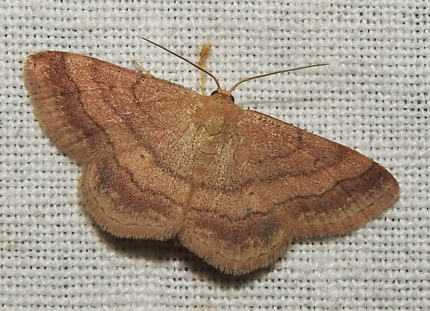 Scopula rubiginata - réti pirosaraszoló