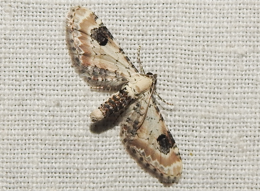 Eupithecia centaureata - búzavirág-törpearaszoló