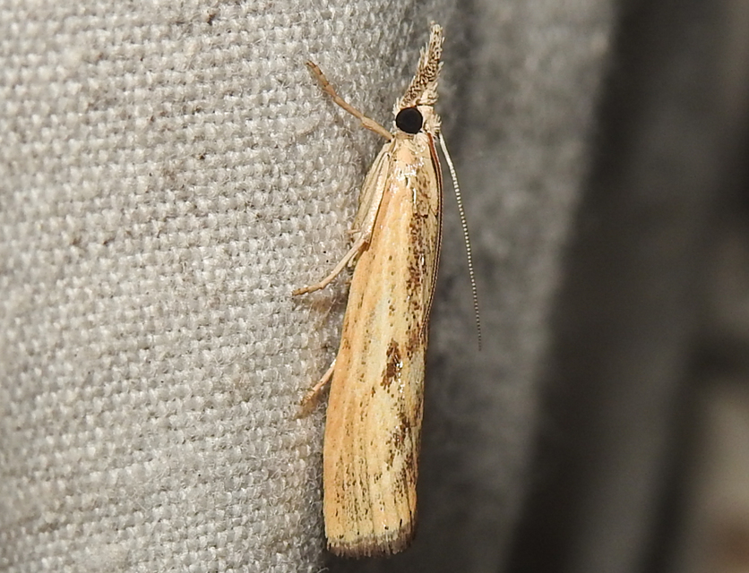 Agriphila inquinatella - közönséges fűgyökérmoly