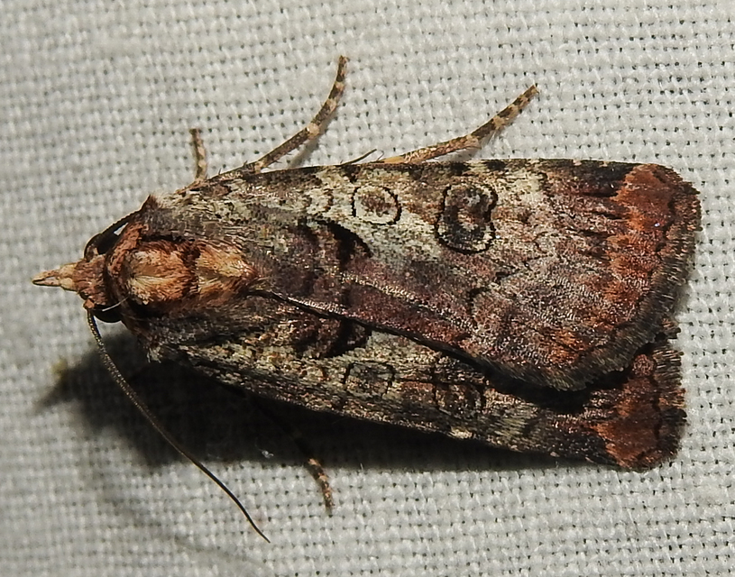 Epilecta linogrisea - karcsú sárgafűbagoly