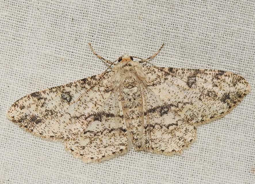 Ascotis selenaria - holdas faaraszoló
