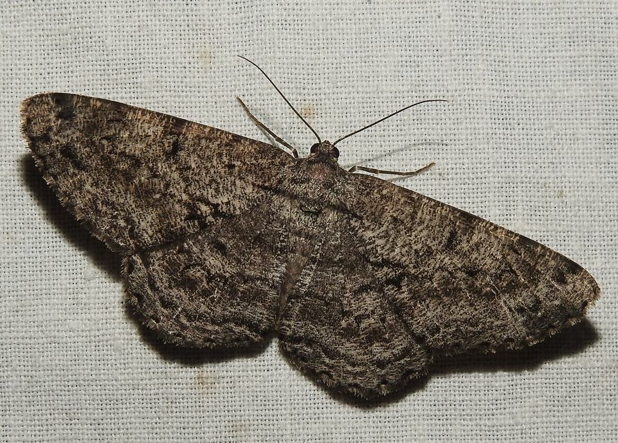 Hypomecis roboraria - nagy tölgyfaaraszoló