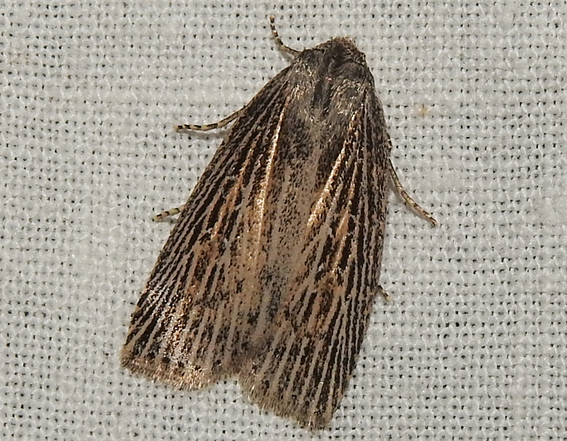 Chilodes maritima - négyfoltos nádibagoly