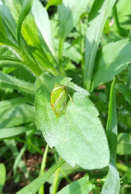 Stictocephala bisonia - bivalykabóca