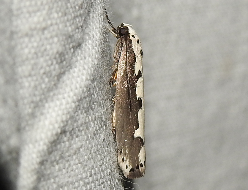 Ethmia bipunctella - kétpettyes feketemoly