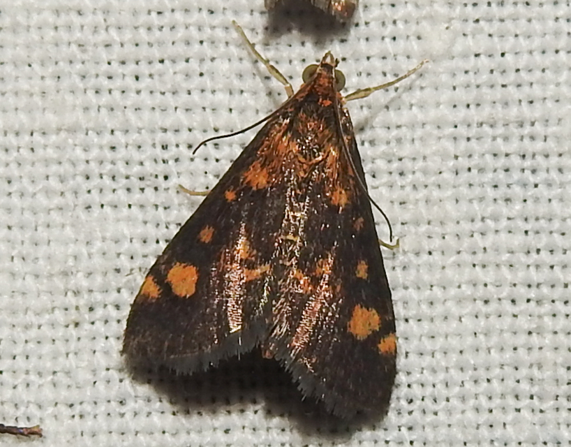 Pyrausta aurata - aranyló bíbormoly