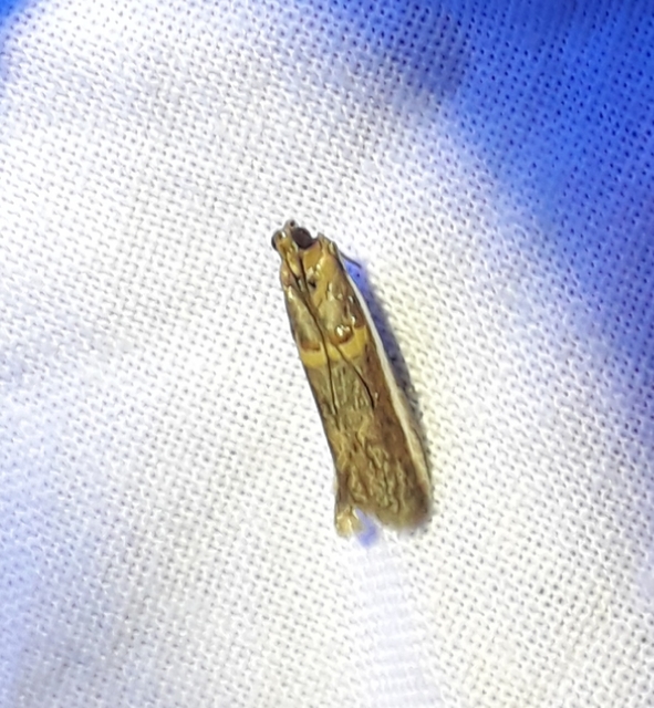 Etiella zinckenella - akácmoly