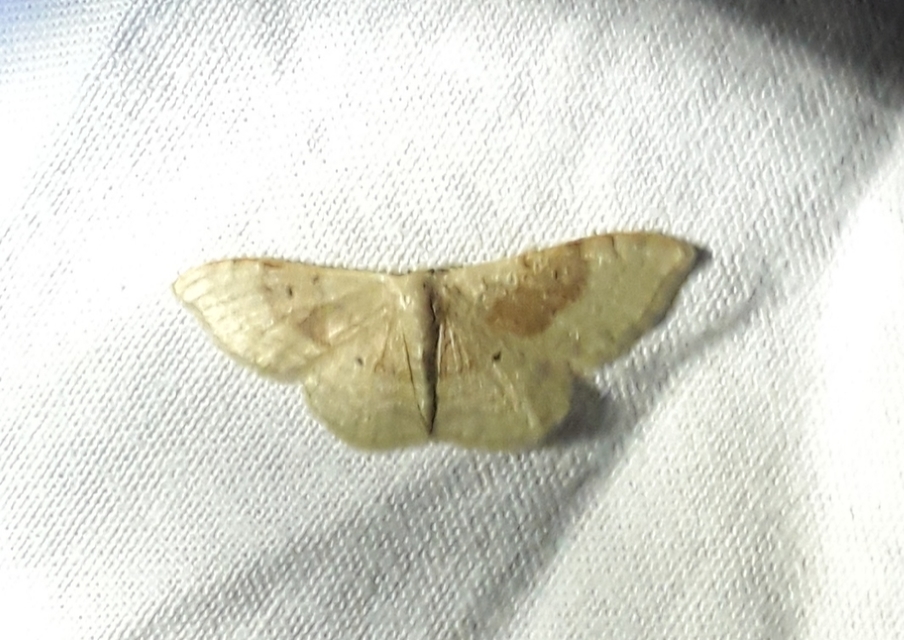 Idaea degeneraria - barnasávos araszoló