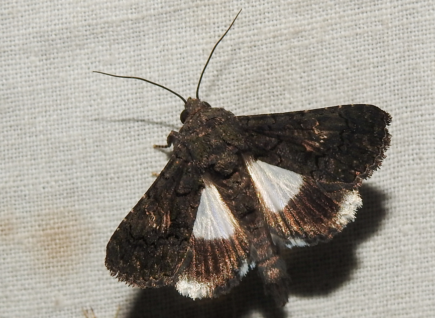 Anophia leucomelas - déli folyófűbagoly