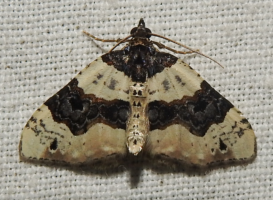 Cosmorhoe ocellata - szemes galajaraszoló