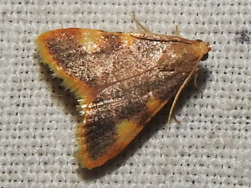 Hypsopygia costalis - szénailonca