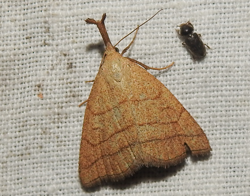 Polypogon tentacularia - sötétaljú karcsúbagoly