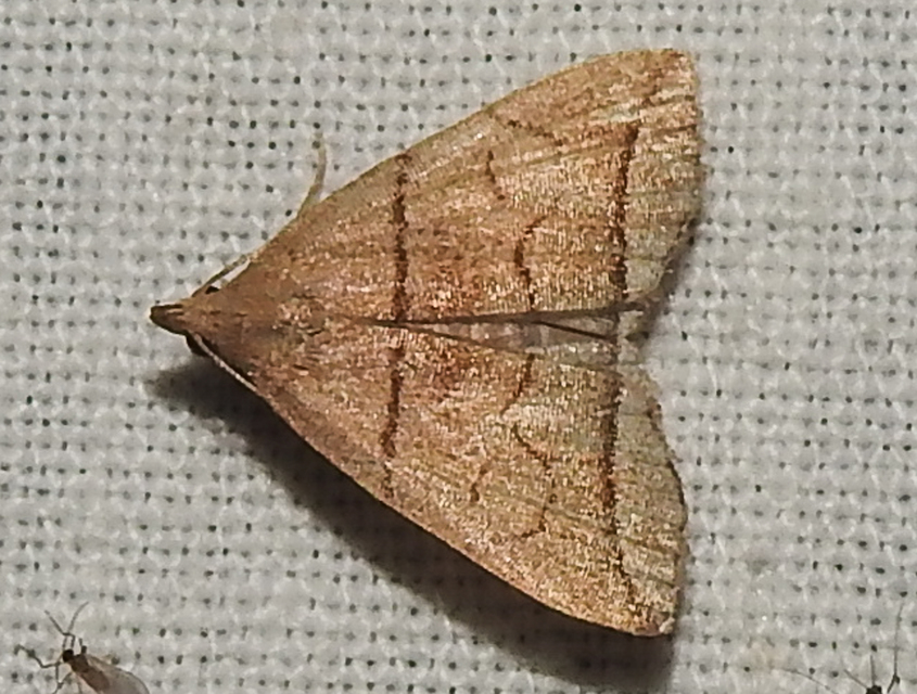 Herminia grisealis - ligeti karcsúbagoly