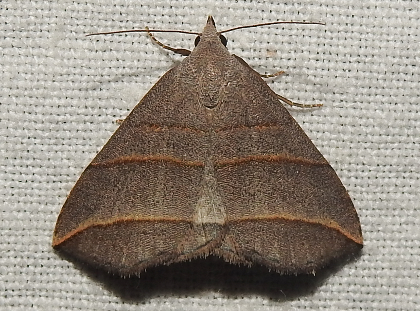 Colobochyla salicalis - háromsávos törpebagoly
