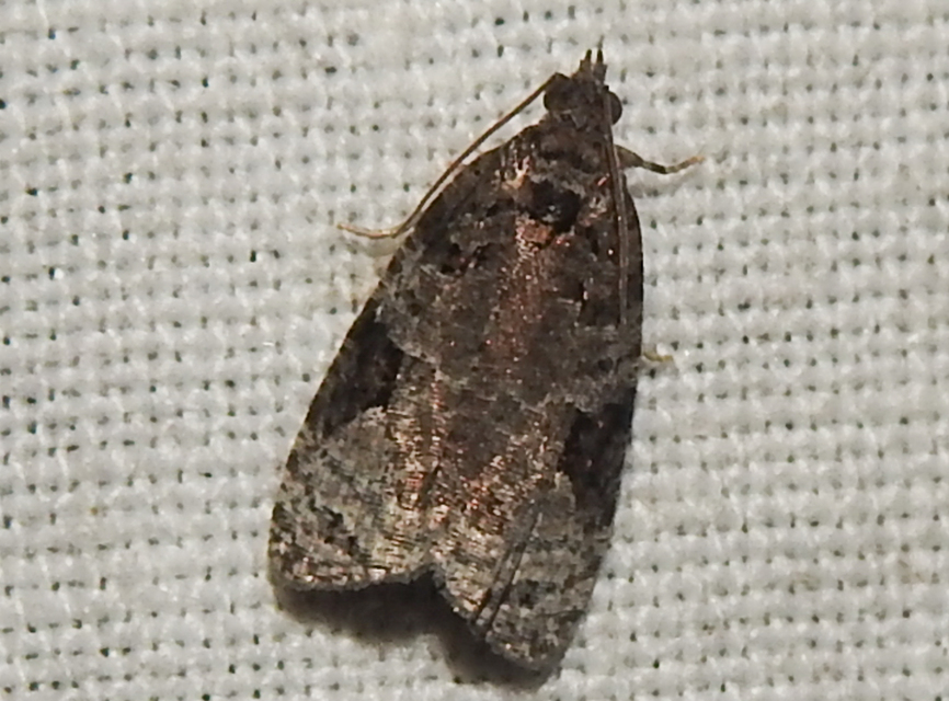 Apotomis