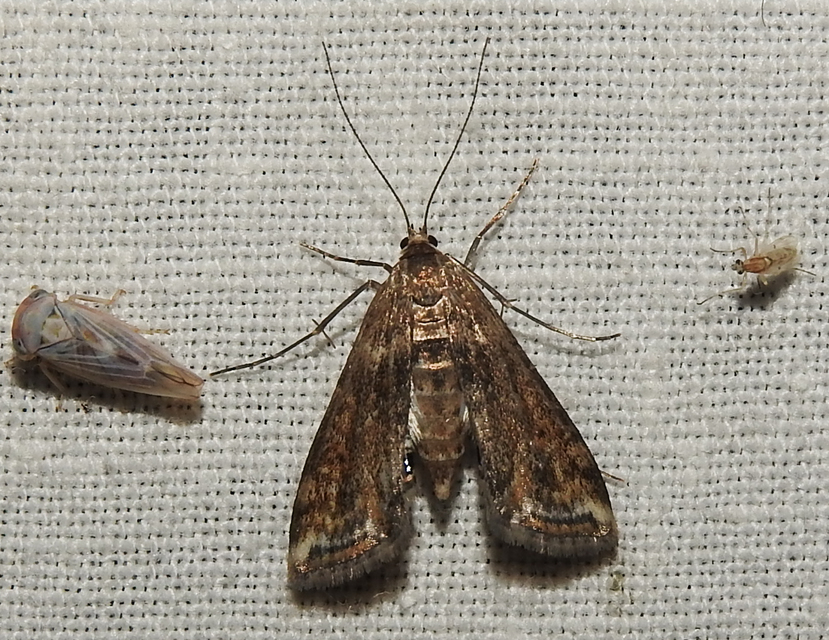 Cataclysta lemnata - békalencsemoly