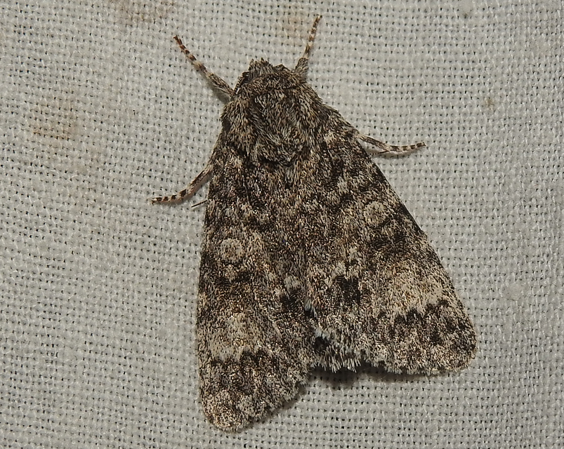 Acronicta megacephala - nagyfejű szigonyosbagoly