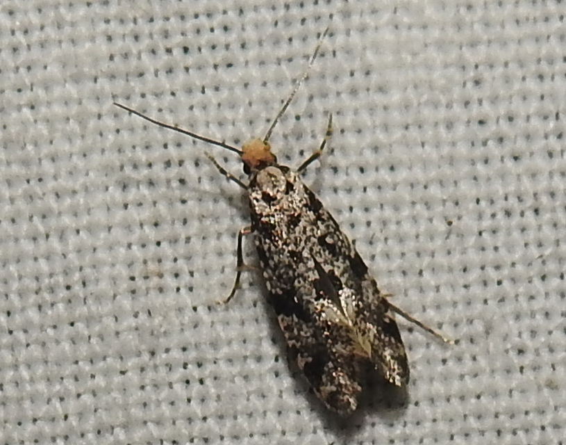 Tineidae - ruhamolyfélék