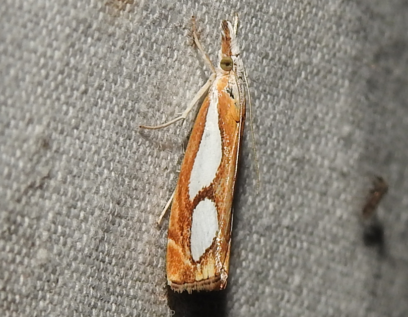 Catoptria pinella - ezüstös fűgyökérmoly