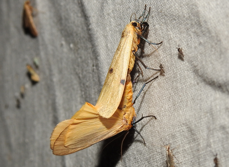 Lithosia quadra - négypettyes zuzmószövő