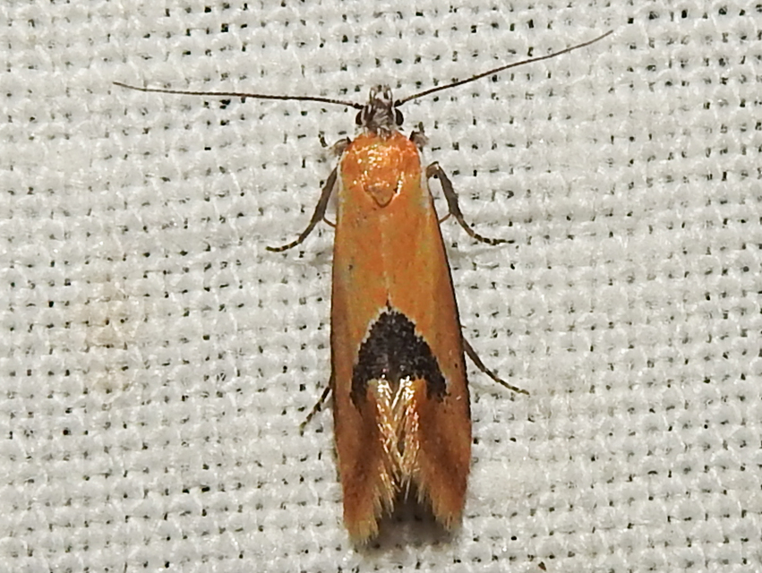 Batia internella/lambdella