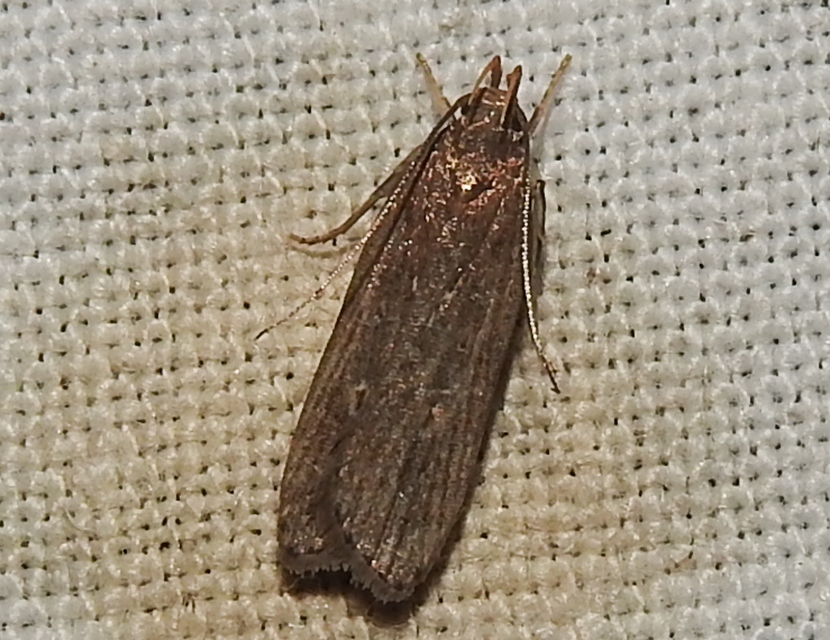 Helcystogramma triannulella - szuláksodró lápimoly