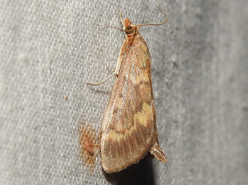 Ostrinia nubilalis - kukoricamoly