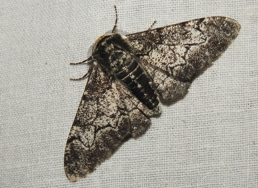 Biston betularia - szürkepettyes araszoló