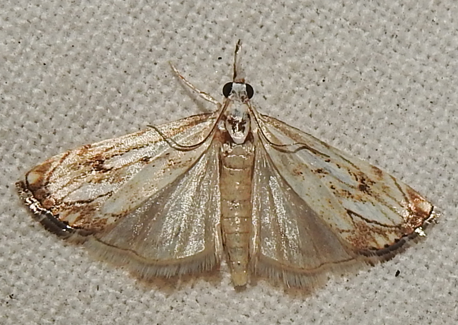 Catoptria falsella - hálós fűgyökérmoly