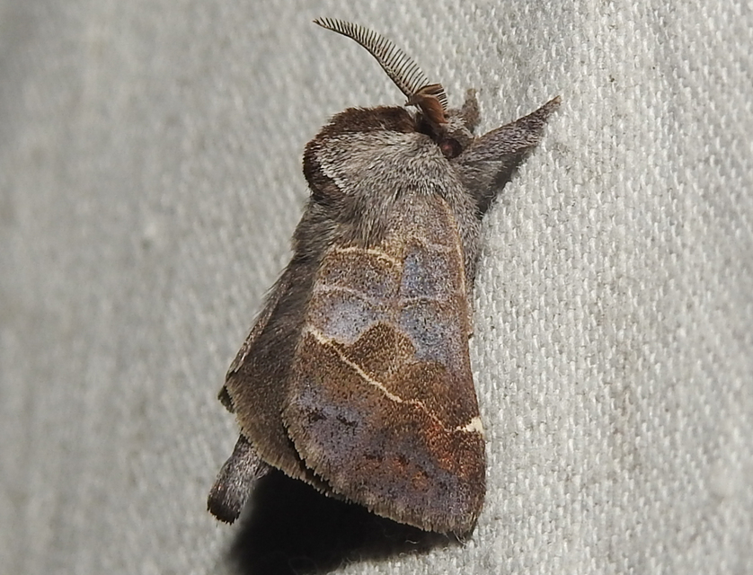 Clostera pigra - apró levélszövő